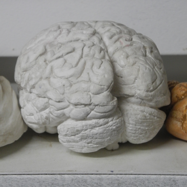 brain