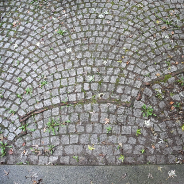 roots ...